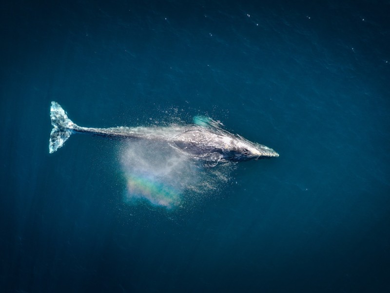 Whale as docker mascot